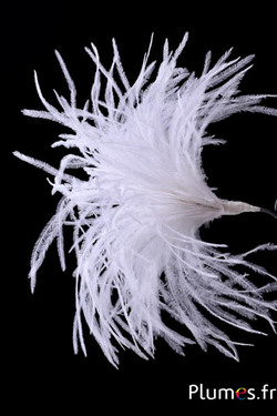 Plumet autruche avec anneau - ht 18-20 cm - blanc